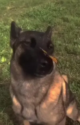 No enemies🐾#dog #ihavenoenemies #fyp 