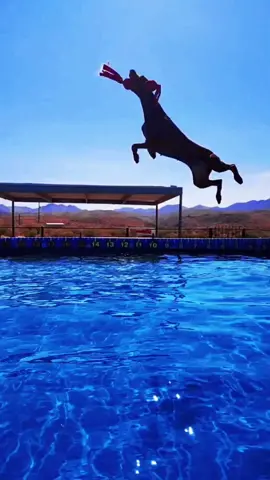 We got invited to Regionals for the Masters Division...Would you drive 10 hours for a dog event? 🤪 #dockdiving #nadd #northamericandockdivingdogs #doberman #jumpingdog #dockdivingdog #watertoy #adventure 