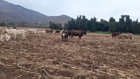 #loveanimales #😍😍😍😍😍😍😍😍😍😍😍😍😍 #amor❤️ #viral😍😍😍😍❤🧡💛💚💙💙💜🤎🤎🌹🏵🥀🌺🌻🌼🌷 #