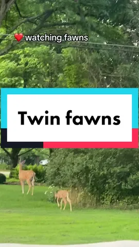 I love watching all the fawns in our neighborhood! #deer #fawn #fawns #wildlife #animals #deeroftiktok #deertok #twinfawns 