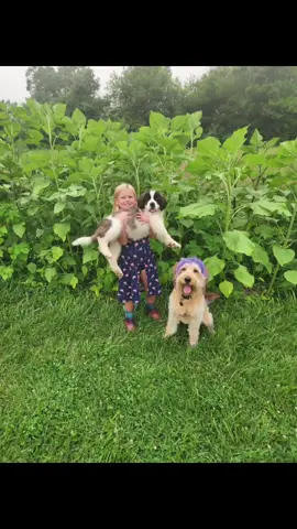 My sunflowers wildflower field ♥︎