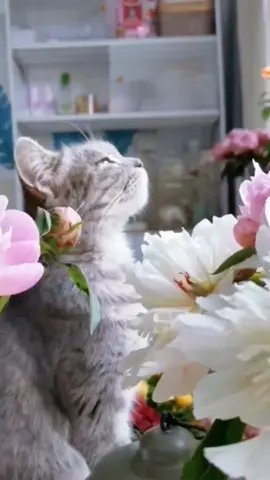 Cute cat❤Enjoy the flowers and breezeヾ(❀╹◡╹)ﾉ~#foryou #funny #cute #pet #cat #fyp