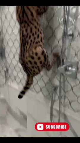 Dior is at it again! #serval #servals #servalcats #servalsoftiktok #cat #cats #catsoftiktok #catlover #funny #funnyvideos #funnycat #Love #animal #animals #animalsoftiktok #animallover #pet #pets #PetsOfTikTok #bigcat #bigcats #fyp #fypシ #explore #explorepage #tiktok #diortheserval 