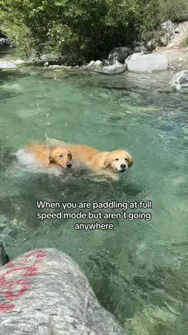 Natural doggy treadmill #goldenretriever #dogsoftiktok #creek #hydrotherapy 