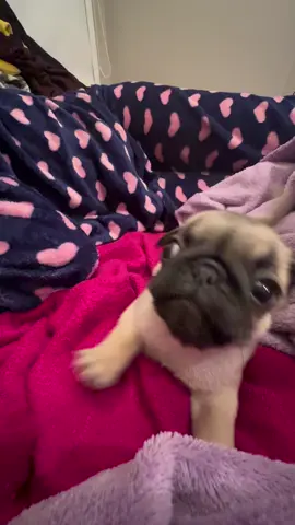 Yes #pug #puglife #pugsoftiktok #puppy #dog #dogsoftiktok #fyp #fypシ #fup 