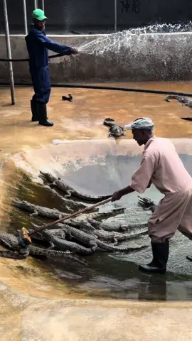 Crocodile farm arbaminch #ethiopia #village #arbaminch #crocodile 