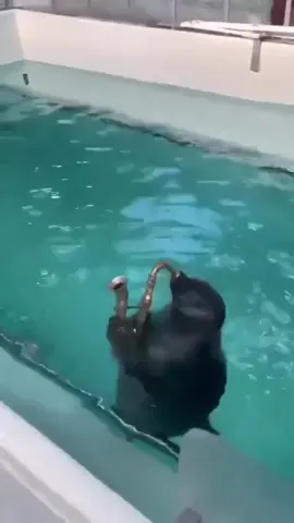 Saxophonist seal dropping a classic 🎷🦭 #meme #saxophone #funnyvideos #amemesound #summervibes #classictune #partytime #videomeme #saxophonist