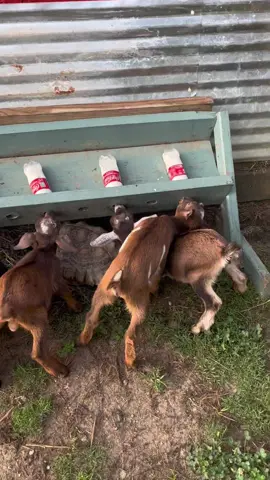 Don’t forget to untangle your baby goats #fyp #viral #babygoats #bottlefeeding 
