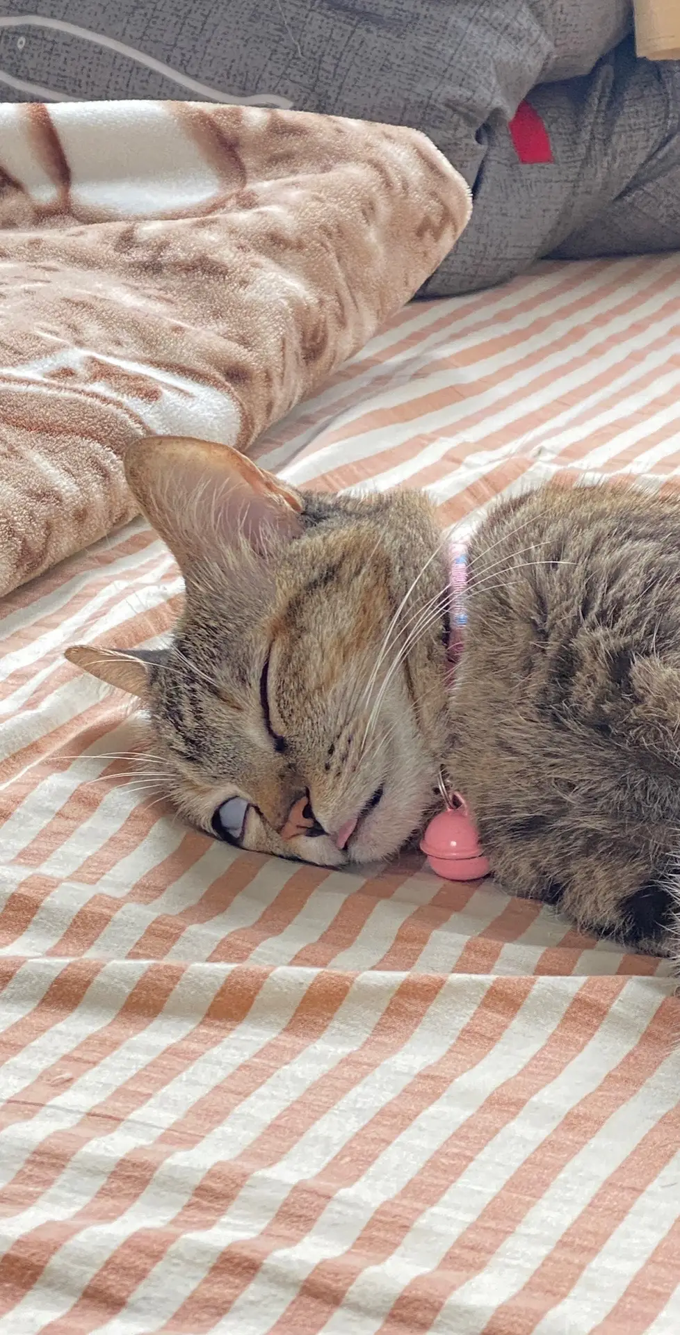 ngủ xấu nhất vietnam 😀😀 . #meow #thucung #catsoftiktok #haihuoc #cute #cattrend #fypシ 