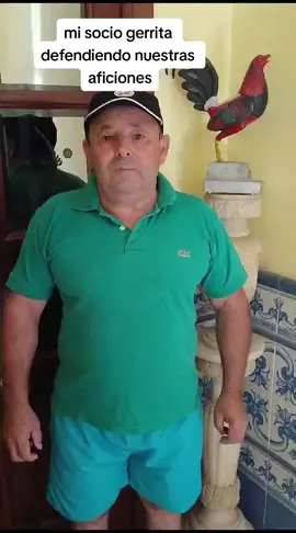 #gallos combatiente español #