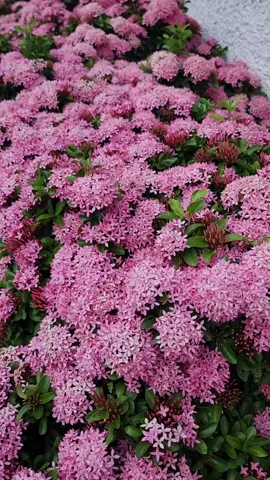 #ฝันดีนะค่ะทุกคน #ดอกไม้บ้านฉัน #ต้นเข็มริมรั้ว 