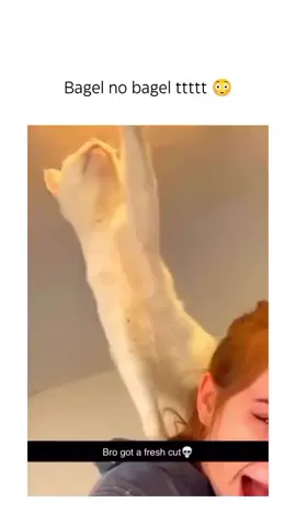 Bagel no 😭😭😭😭 #fy #fyp #cat 