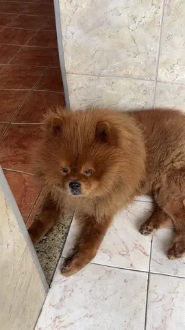 ele mo boladao kkkk 💙 #trend #foryou #foryourpage #cachorro #pet 