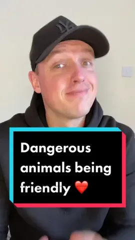 Dangerous animals caught being friendly ❤️ #fyp #foryoupage #lucky #hero #animals #reaction #wow #how #amazing #xyzbca #viraal 