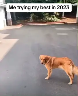 #goals #goldenretriever #tryinghard #hardwork #tryingmybest #maximumeffort #effort #determination #funnydog #playingfetch #fetch #catch #cantcatch #athletic #jumping #ball #tennisball #dogtrick #trick #nocoordination #funnymiss #dog #dogsoftiktok #funnydog #goldenretrieverlife #golden #goldenretrieverpuppy #goldenretrievers #dogs #pets #funnypets #PetsOfTikTok 