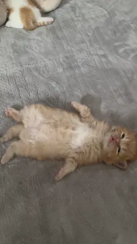 🥭WAKEY WAKEY #fyp #fypシ #trending #cats #kittens #cat #kittensleeping 