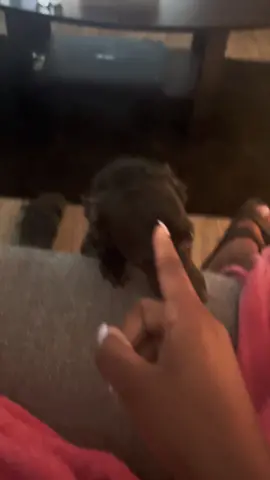 He like “ok mom, but boundaries” 💀 #tiktok #fyp #dogsoftiktok #chihuahuastiktok #dog #chihuahua 