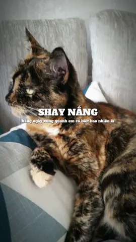 #CapCut  aaaaa mẫuuuu nàyyyy chillll waaaaaa 🍒#nghiatun #xuhuong 