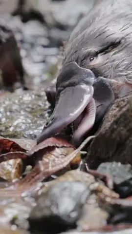 Pictured here is a juvenile male Platypus fresh out of the nesting burrow and figuring out how to use his bill! 📽️hobartrivuletplatypus #ausgeo