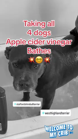 Taking all 4 of my dogs spa-like baths without getting paid!! Lol 🙏💥🫨I love them so much! Their faces say it all!!! 👩‍🔬🤣🤭😆🤣🤣💥🥰😭❤️ #pitbulllove #staffordshirebullterrier #westhighlandterrier #PetsOfTikTok #dogsoftiktok #bathtime #pitbullsoftiktok #applecidervinegar 