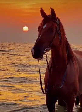 #CapCut ياضايـق الصدر بالله وسّع الخاطر  ‏دنيـاك يازين ماتستاهل الضيقه🤍