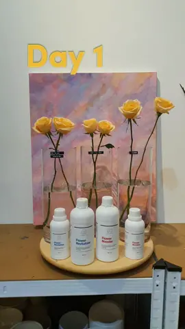 Eksperimen kali ini juga terbukti Flower revitalizer dengan flower booster bisa bikin bunga potong jadi awet. #flowerbooster #flowerrevitalizer #floristhack #flowertips #bungapotong 