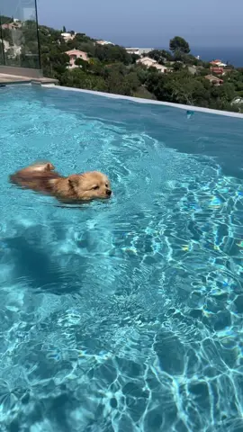 Lily viviendo la buena vida en St Tropez 🐶 #lily #dog #vacaciones #villa #lujo #luxury #sttropez 