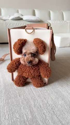 i like this bag🧸👜#dog #foryou 