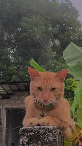 Si Oyen kesayangan😁 #fyp #viral #kucingviral #peliharakucing #kucinggemoy #kucingoyenfyp 