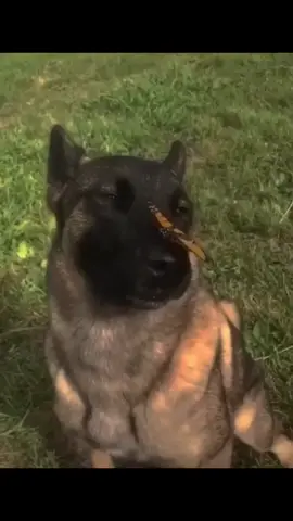 I have no enemies...#dog#dogwithbutterflyonnose#calmdogs 