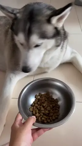 Lo que piensa un Husky cuando no quiere comer sus croquetas 🐺❤#HUSKY #SIBERIANO #huskylover #LadyHusky #siberiano #husky #Husky #amomihusky #siberianhusky #huskypuppy #huskysiberiano #huskylove #huskylife #siberiano #huskylovers #cuidadoshusky #lobo #travesuras #humor #siberianmoonhuskies #lobo #lobitos  #siberianhuskypuppy #cuidadosHusky #Lady  #LadyHuskySiberians 