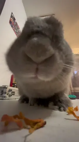 Pantoufle 🧹🧹🧹#pourtoi #lapin 