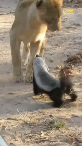 غرير العسل 🦨 #cheetah_world_express 