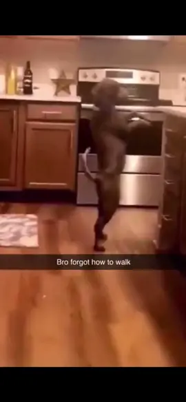 🐕 Dog walking like a Human #fyp #animals #puppy #dog #cute #foryou #dogs #houmour #fypシ #foryoupage 