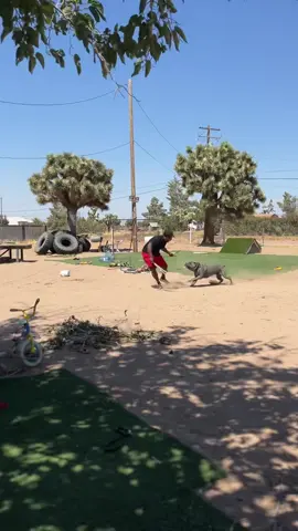 dumb ways to DIE 🤣🤣 @Ruff House Cane Corso  #donttrythisathome #canecorso #canecorsoofinstagram #fyp #inmoewetrust✊🏾 