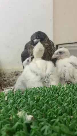 #الظفرة #ليوا #حبارى #كروان #ليوا2023 #مقناص #انتاج_الظفرة #بيبي 