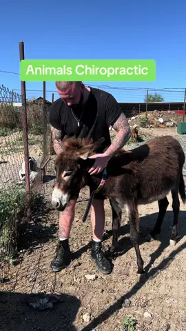 Wer von euch ist schon einmal einen Esel geritten 😄😂.? Markiere 2 Freunde die das Video sehen müssen. 🫏🫏 ————————— Which one of you has ever ridden a donkey 😄😂.? Tag 2 friends who need to see the video.    #foryou #köln #nrw #chiropractic #chiropractortiktok #horsesoftiktok #donkey 