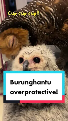 Galak banget  Bibib sejak punya adik?!😂 #bibibfamily #owls #burunghantu #PetsOfTikTok 