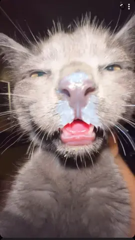 Goofy ah cat fr 😭😭😭 @Hunter Rowlette #goofyahcat #goofy #goofycat #cat #cutecat #kittens #meme #milk #mondayleftmebroken 