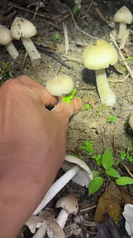 Nấm lên vù vù….nấm🍄🍄🍄🍄🍄   Nhổ nấm bực bực. Phêêê……