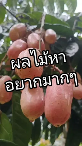 หากินอยากมาก #ผลไม้แปลก #ผลไม้หายาก #ผลไม้ #สุราษฎร์ธานี #คาเฟ่สุราษฎร์ธานี #สวนป่า #oasisforestgarden #โฮมสเตย์ 