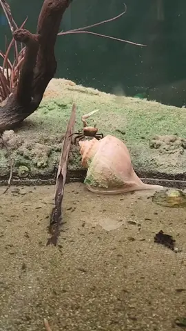 struttin' crustaceans  #zoo #hershey 