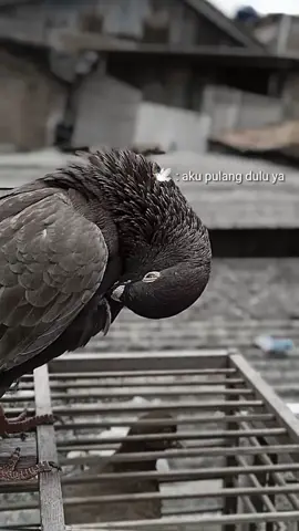 RIP JOKER  #merpatikolong #merpati #fyp 