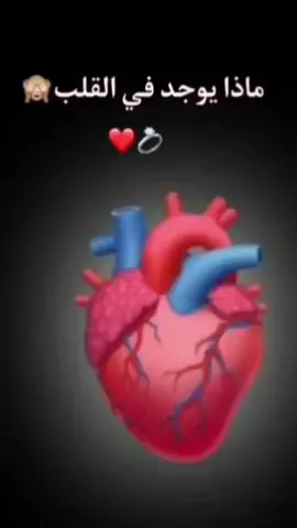 الرد على @user965408081616 #تصميم_حرف_Z_اكتبولي_أحرفكم❤️ #foryou #fyp #وصلوني20k #تفاعلو_ربي_يسعدكم #@hamode🌹 