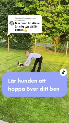 Svarar @Emmapemma Vad har ni för hundraser hemma? Eller favoritras om man ej har hund?❤️ #hundtrix #hundarpåtiktok #hundträning 
