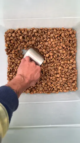 Minha Rotina - Comer, Beber, Dormir e Relaxar #americanbully 