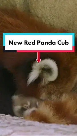 See more of this sweet little face on our brand new red panda cam #redpanda #babyanimals #redpandacub #endangeredspecies #sdzsafaripark 