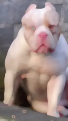 #tiktok #ยอดนิยม #pet #dog #พิทบูล #เท่ #หมา 