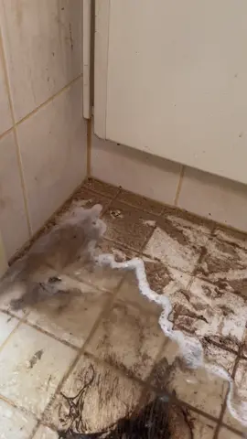 BANO ASMR ✨ #limpiezaprofunda #limpiezahogar #limpiezagratis #deepcleaning #cleaningforfee 