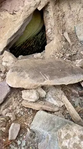 #fyp #جبل_صبح #عسل #جبال #الحجازيه 